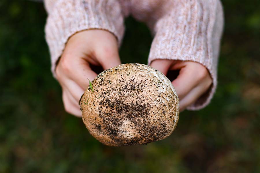 Tartufo E Funghi, Qual è La Differenza?