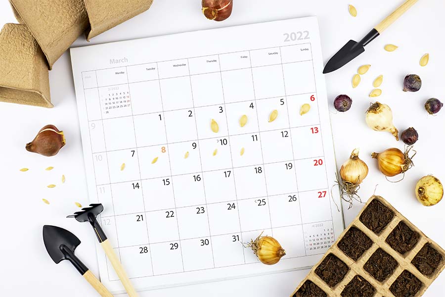 Calendario Raccolta Tartufi: Quali Puoi Gustare A Dicembre?