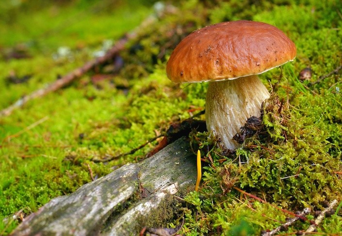 Funghi Porcini, periodo e consigli di raccolta - T&C S.r.l ...